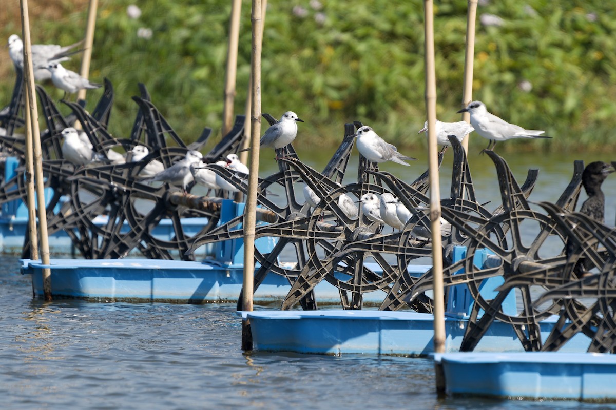 Itsas enara musuzuria - ML646178607