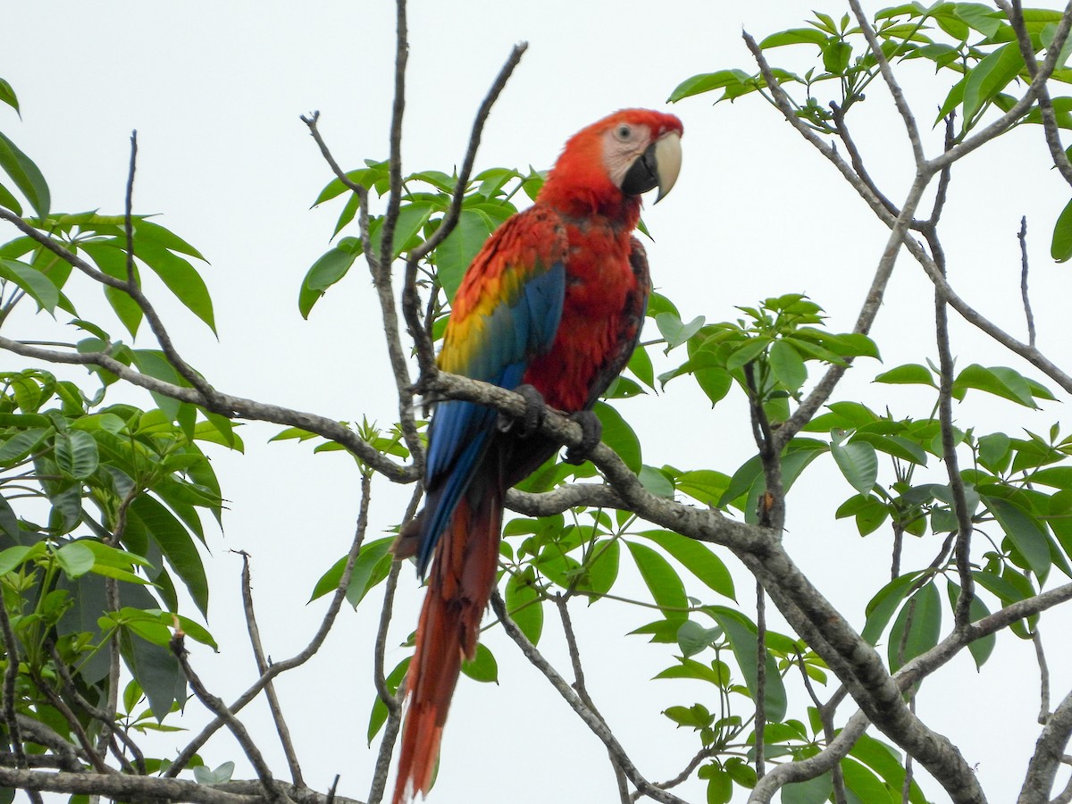 緋紅金剛鸚鵡 - ML646178609