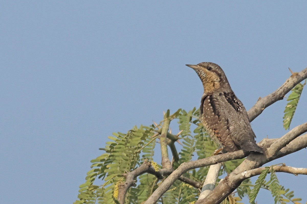 地啄木 - ML646178610