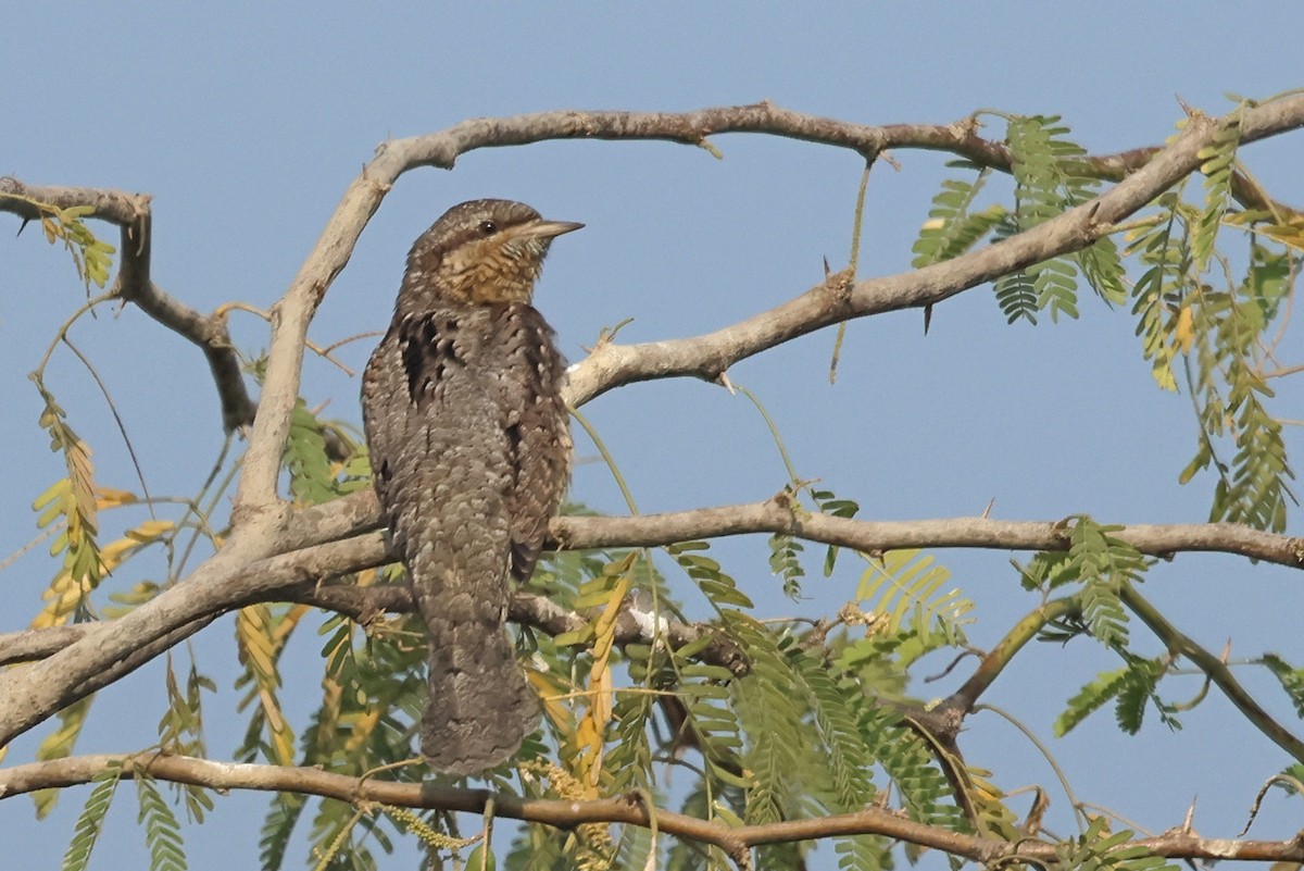 地啄木 - ML646178611