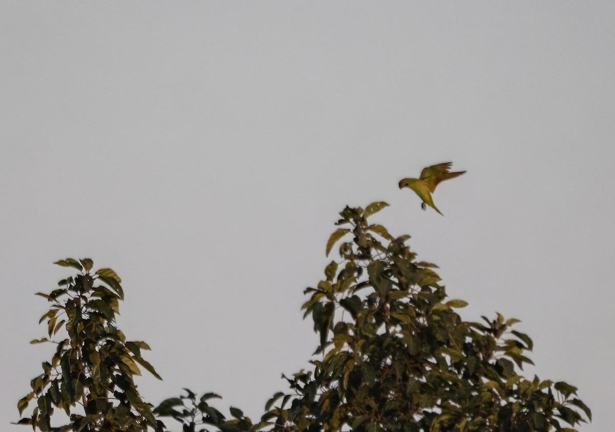 Red-breasted Parakeet - ML646178619