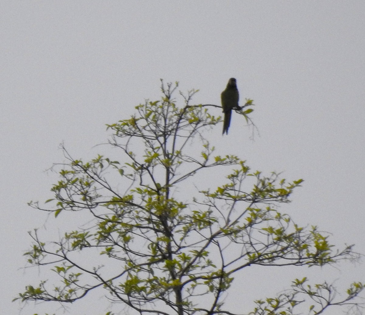 Chestnut-fronted Macaw - ML646178635