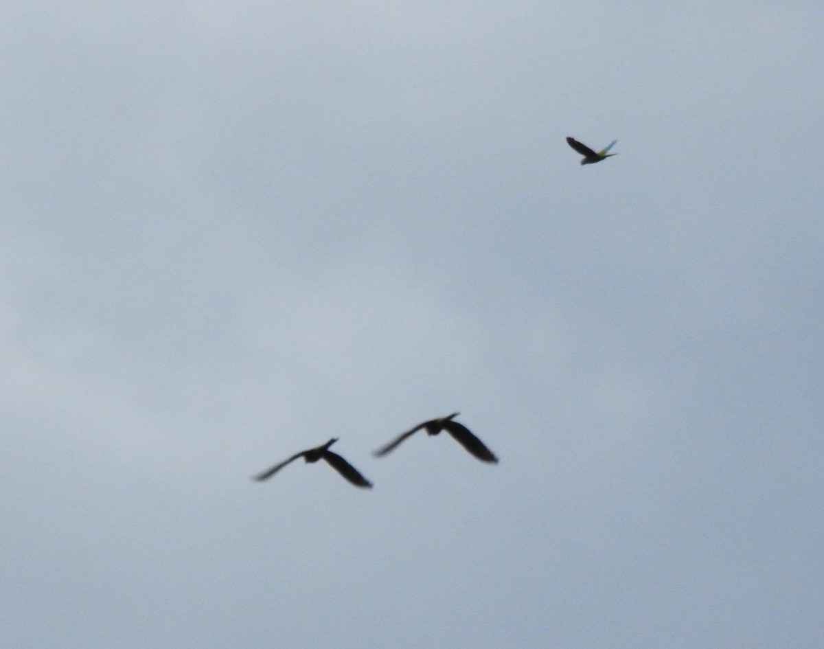 Chestnut-fronted Macaw - ML646178638