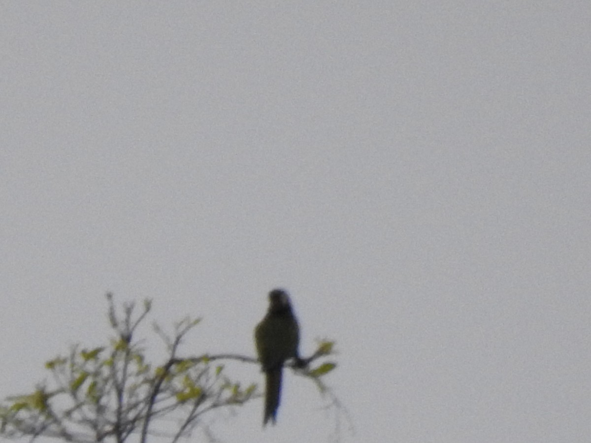 Chestnut-fronted Macaw - ML646178639