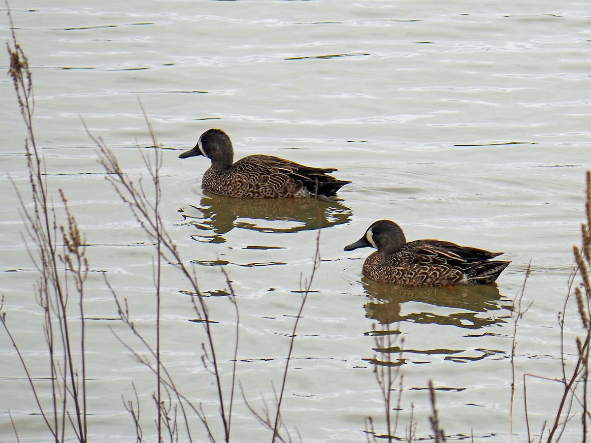 שרשיר כחול-כנף - ML646178641