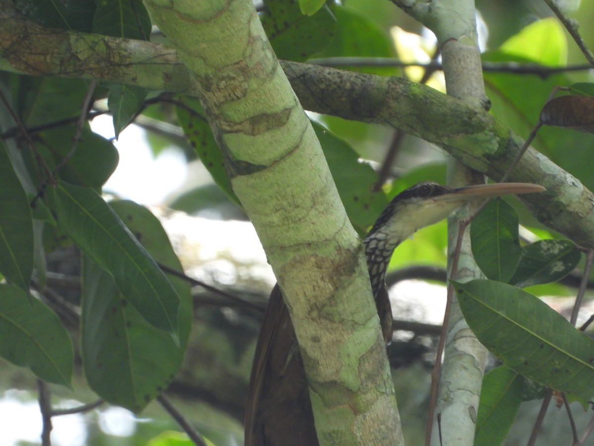 Дереволаз білогорлий - ML646178646