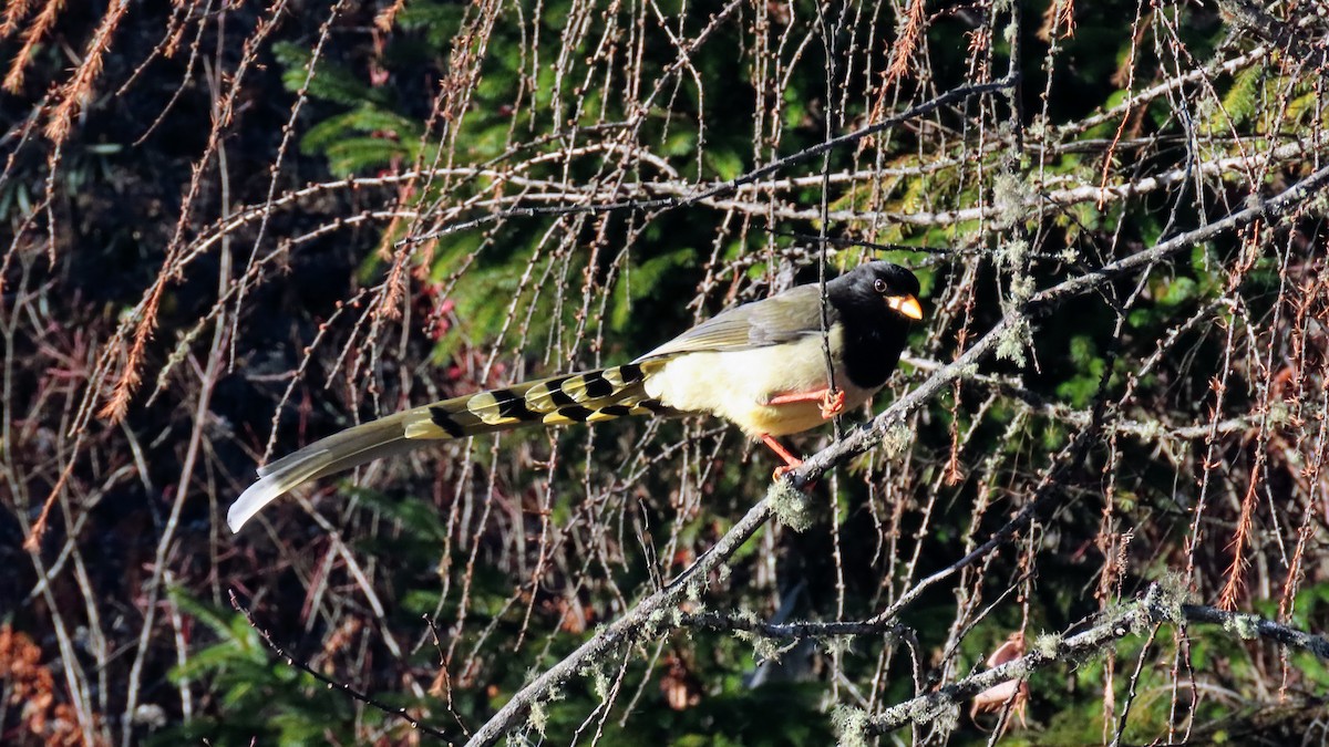 Yellow-billed Blue-Magpie - ML646178647