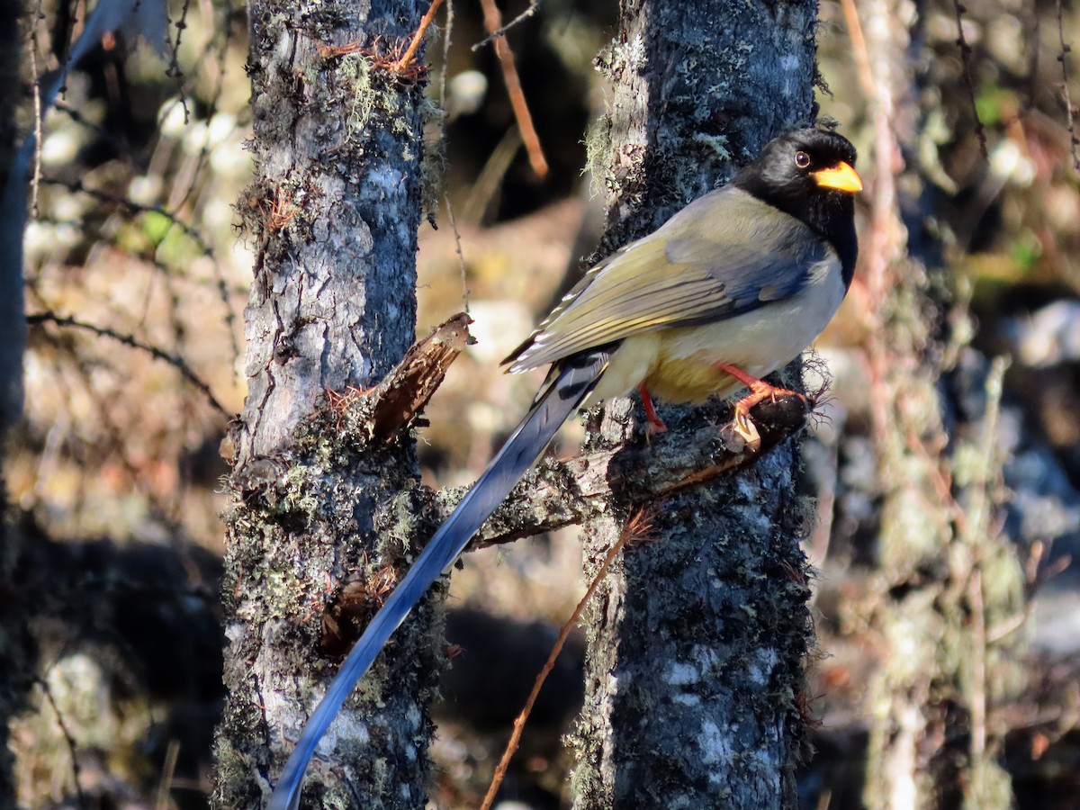 Yellow-billed Blue-Magpie - ML646178650