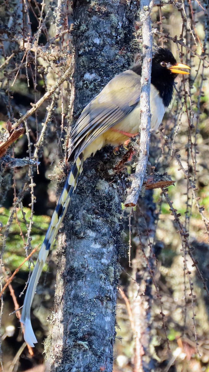 Yellow-billed Blue-Magpie - ML646178652