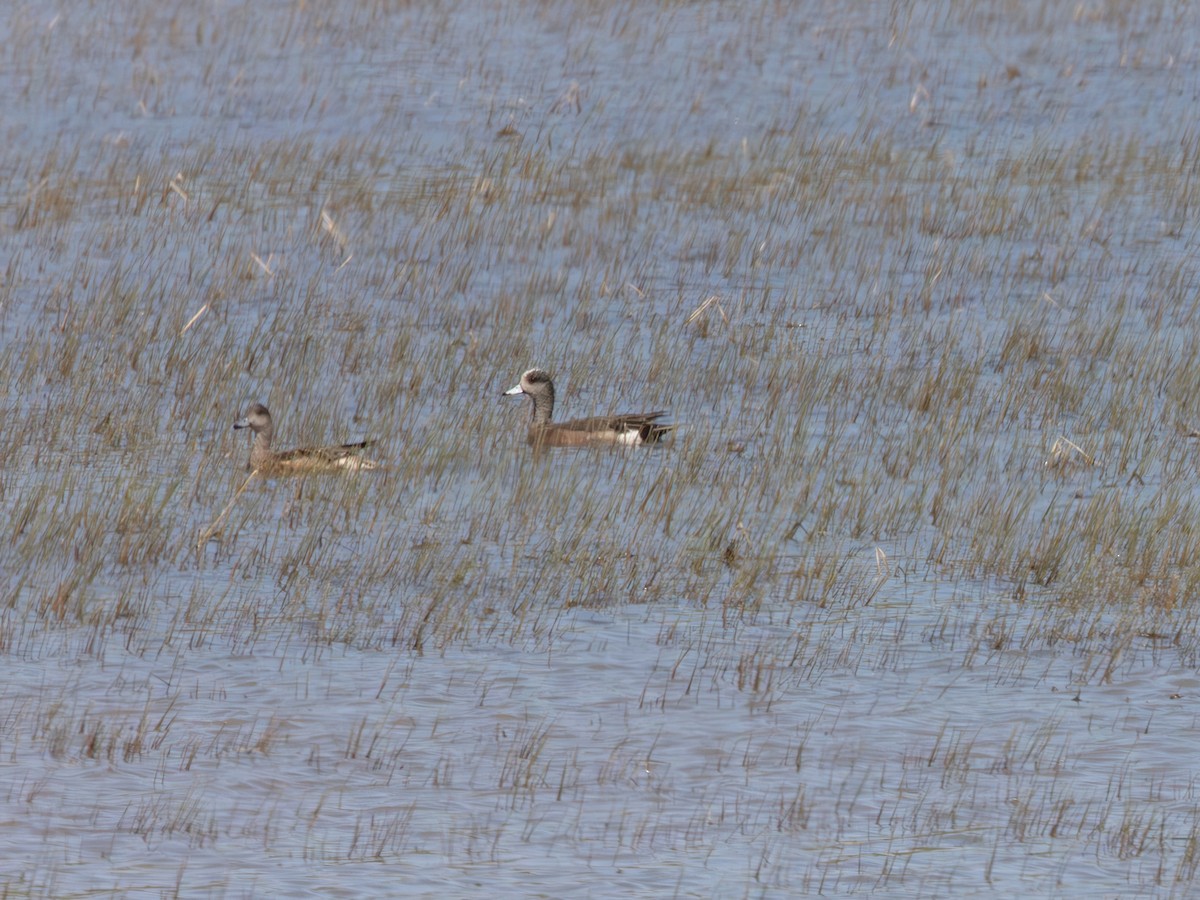 Ahate txistulari amerikarra - ML646178654