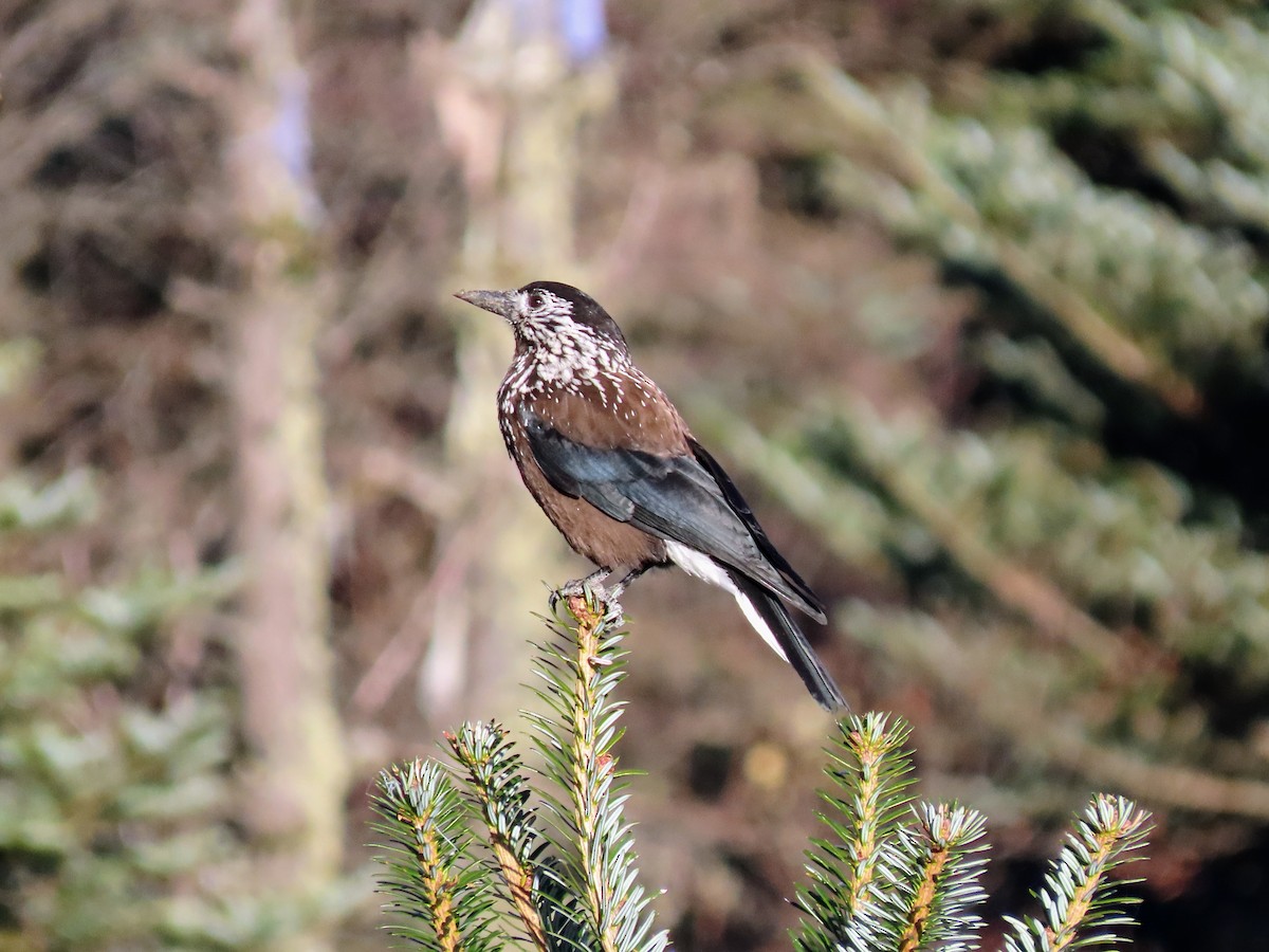 Southern Nutcracker - ML646178656