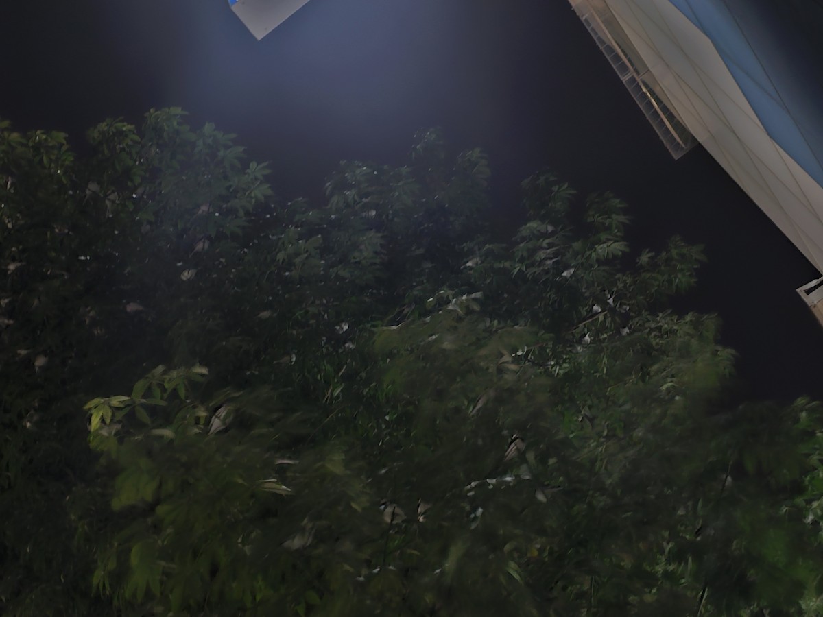 Buztanikara zuria - ML646178657