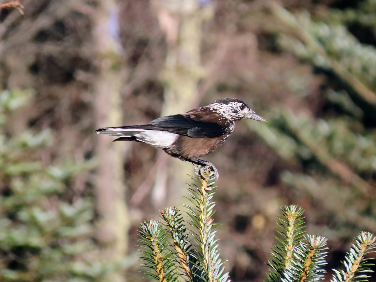 Southern Nutcracker - ML646178658