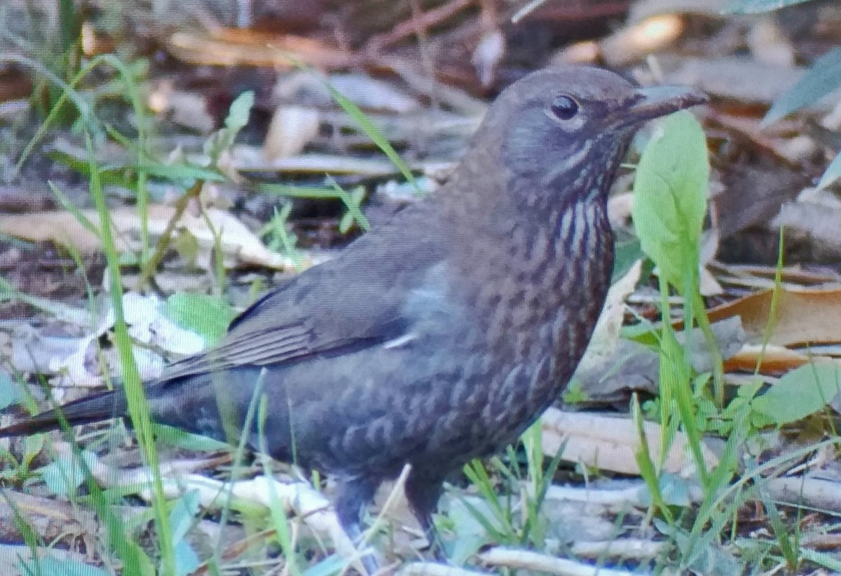 Zozo arrunta - ML646178659