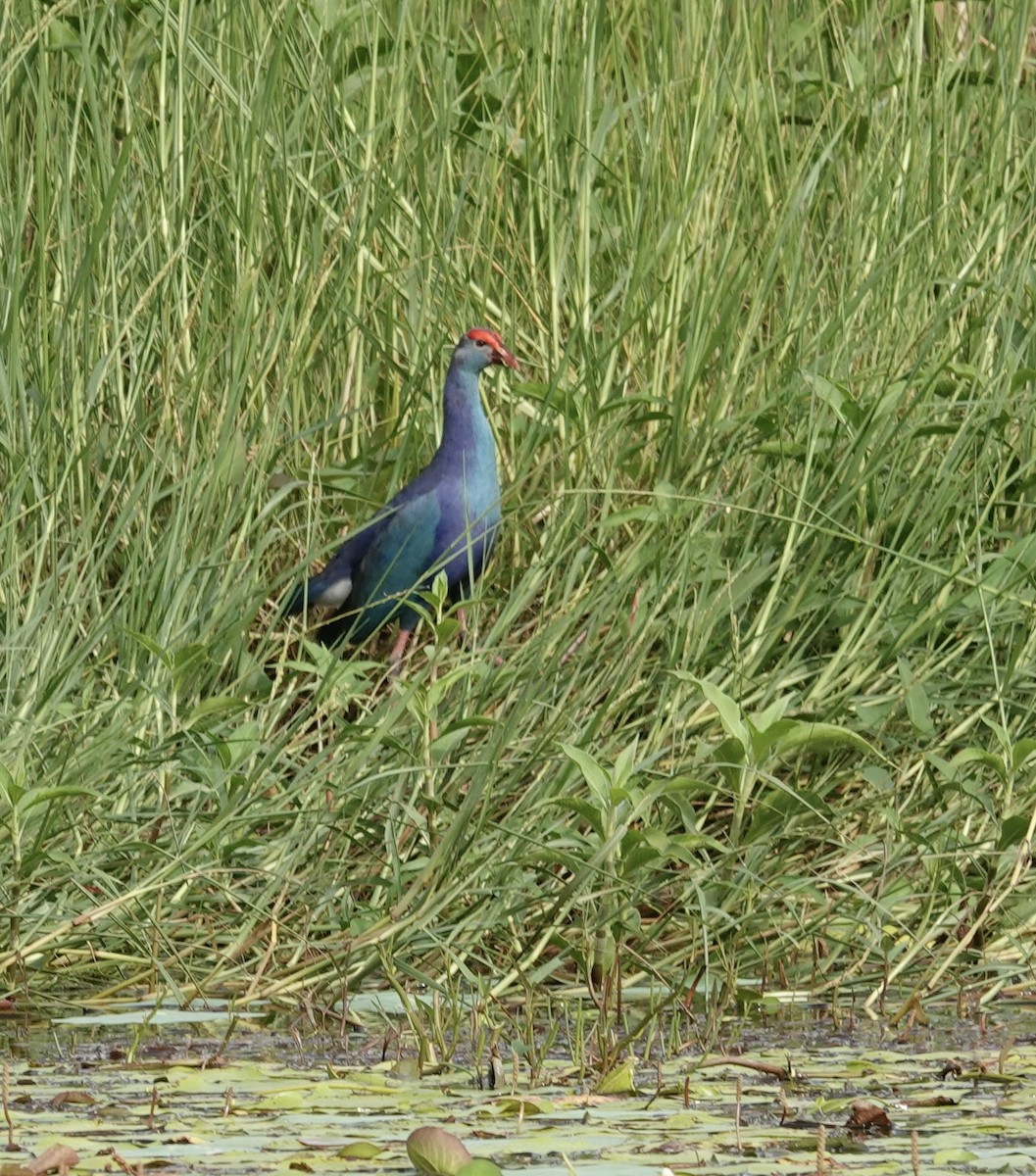 Uroilo urdin burugrisa - ML646178660