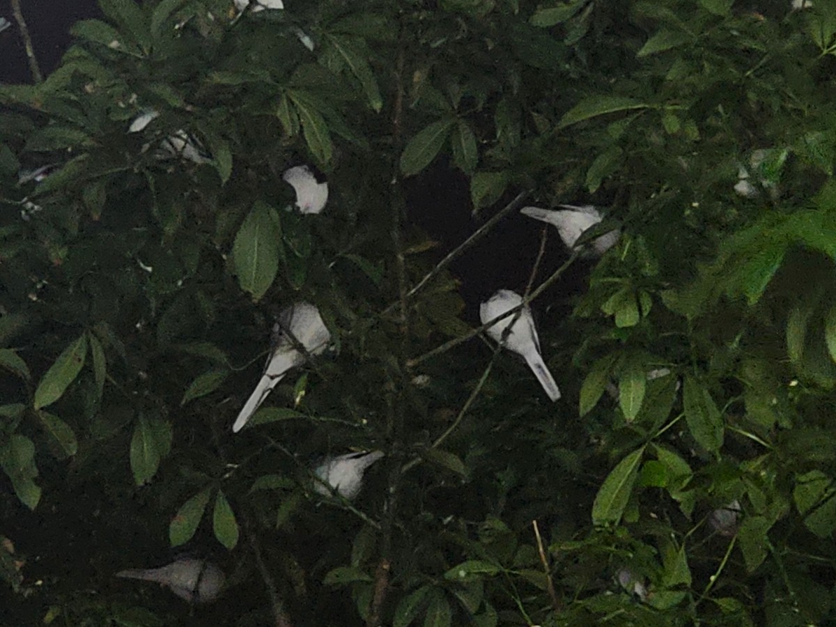 Buztanikara zuria - ML646178661