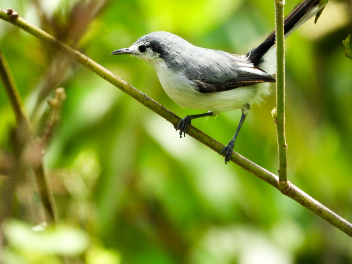 Masked Gnatcatcher - ML646178662