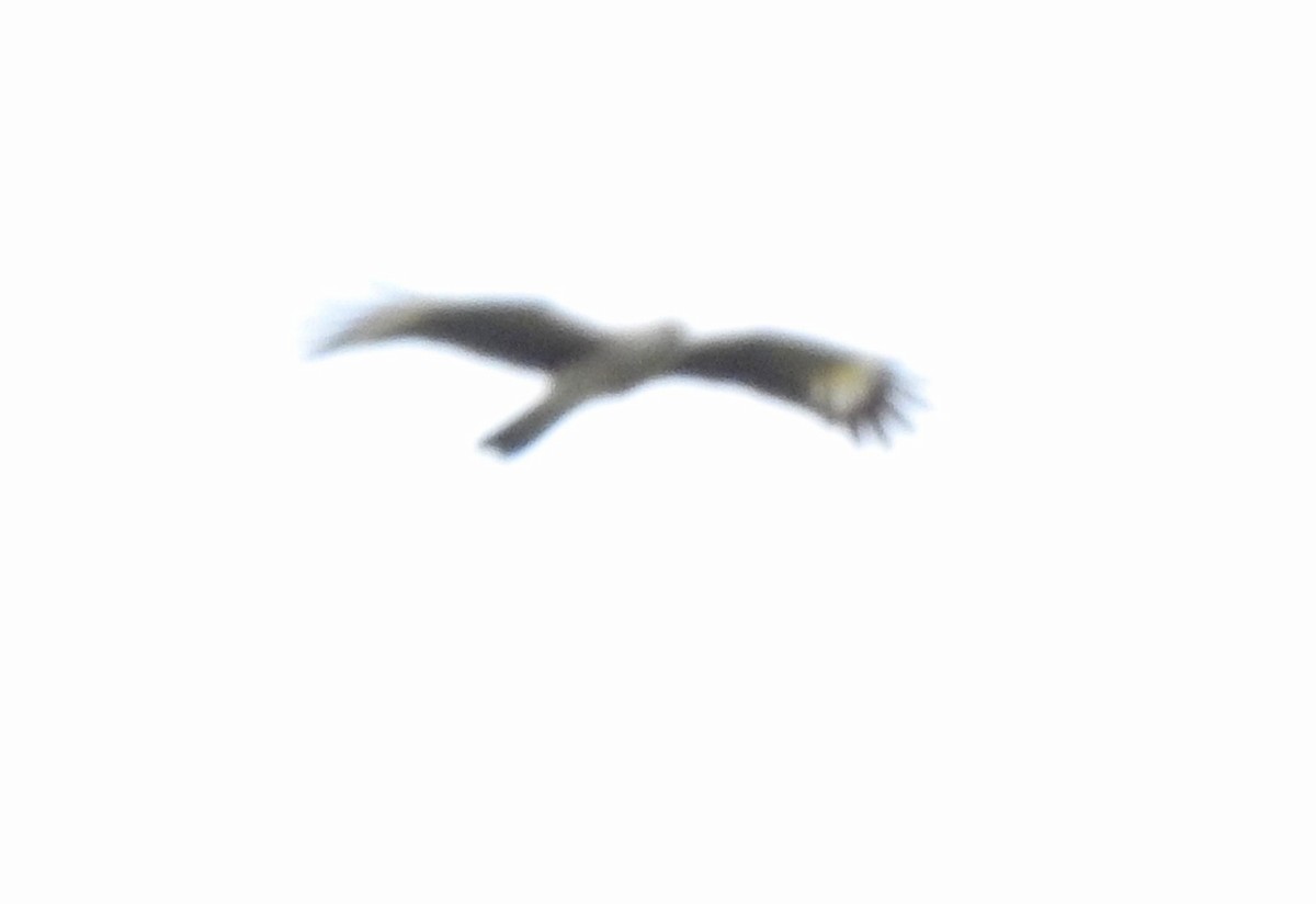 Yellow-headed Caracara - ML646178663