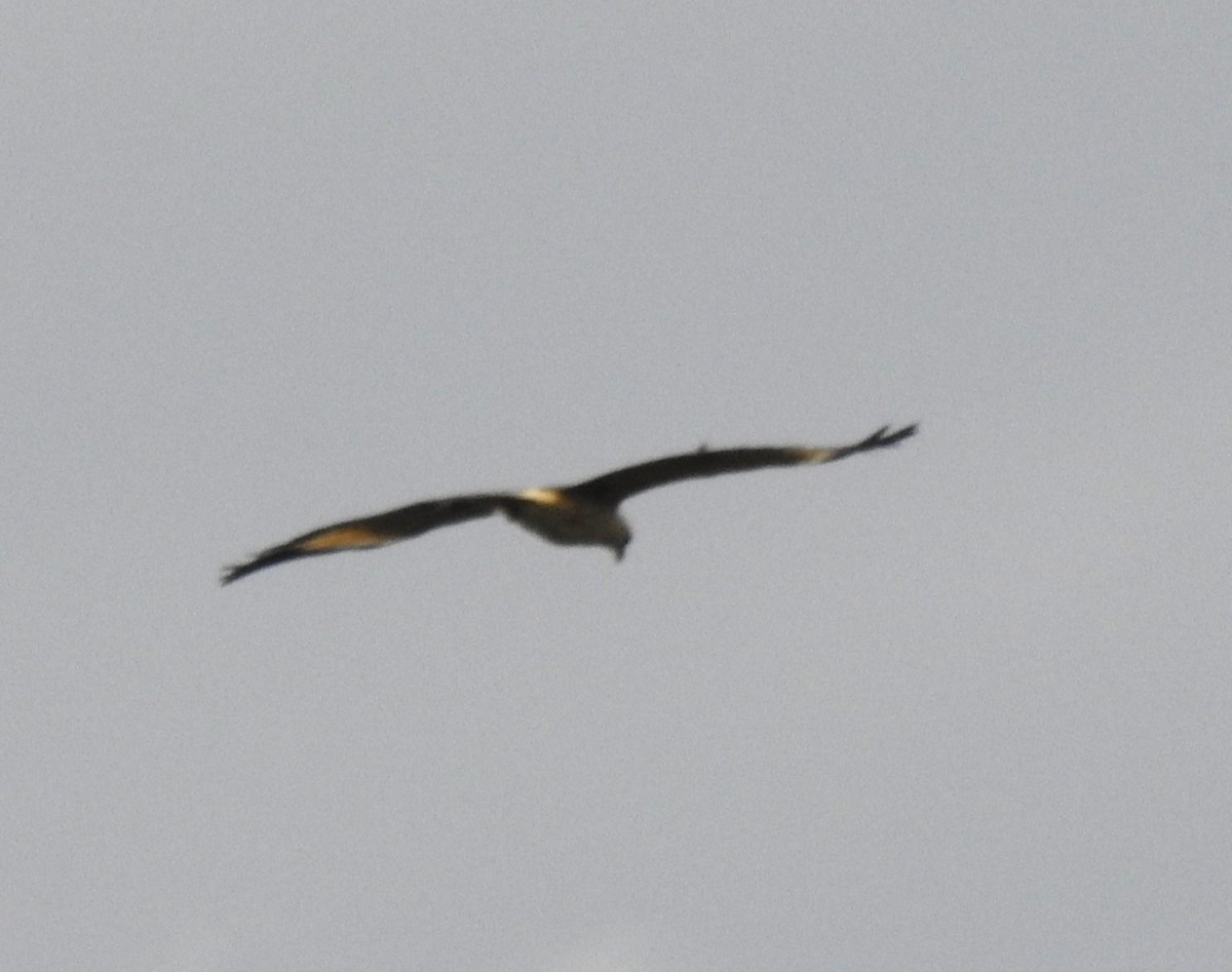 Yellow-headed Caracara - ML646178664