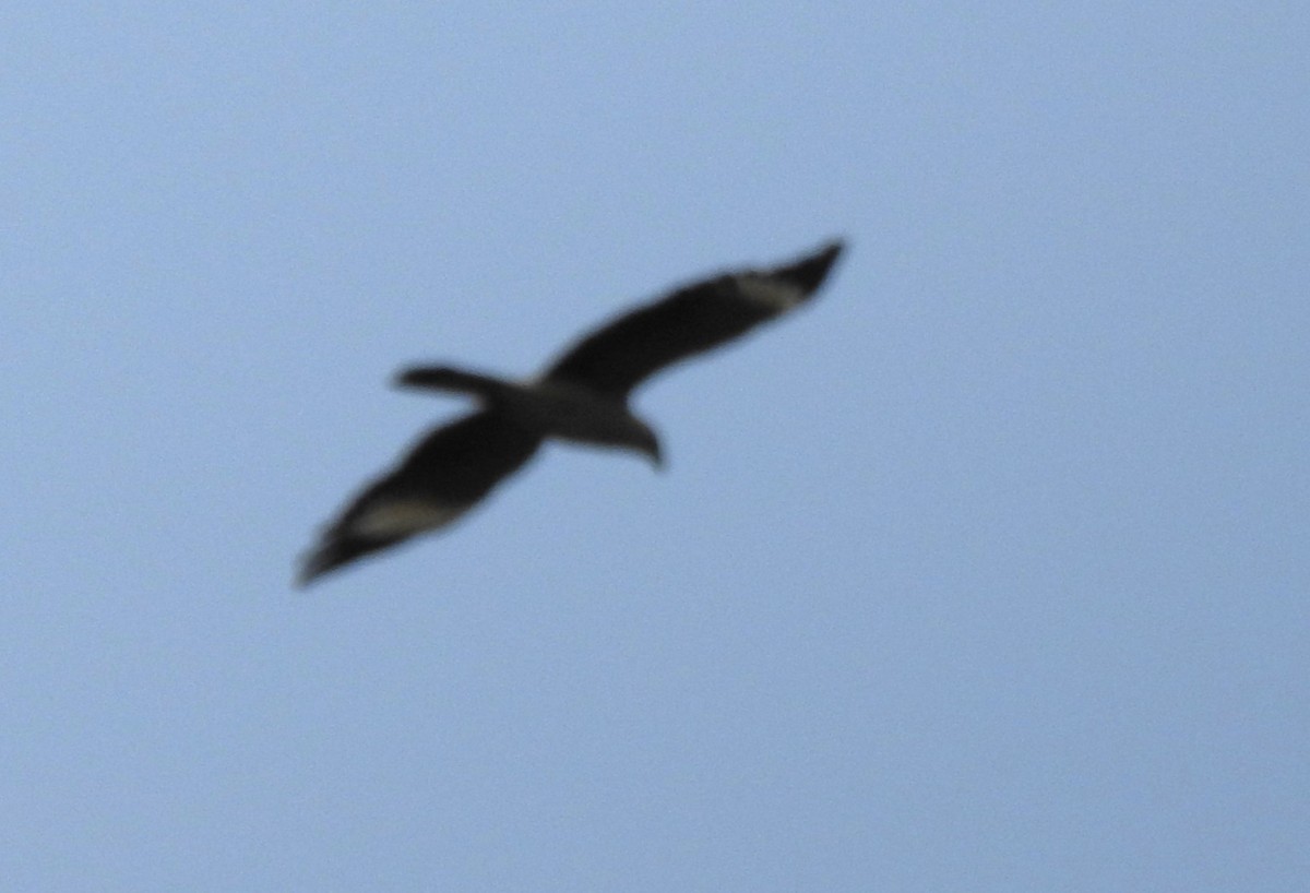 Yellow-headed Caracara - ML646178665