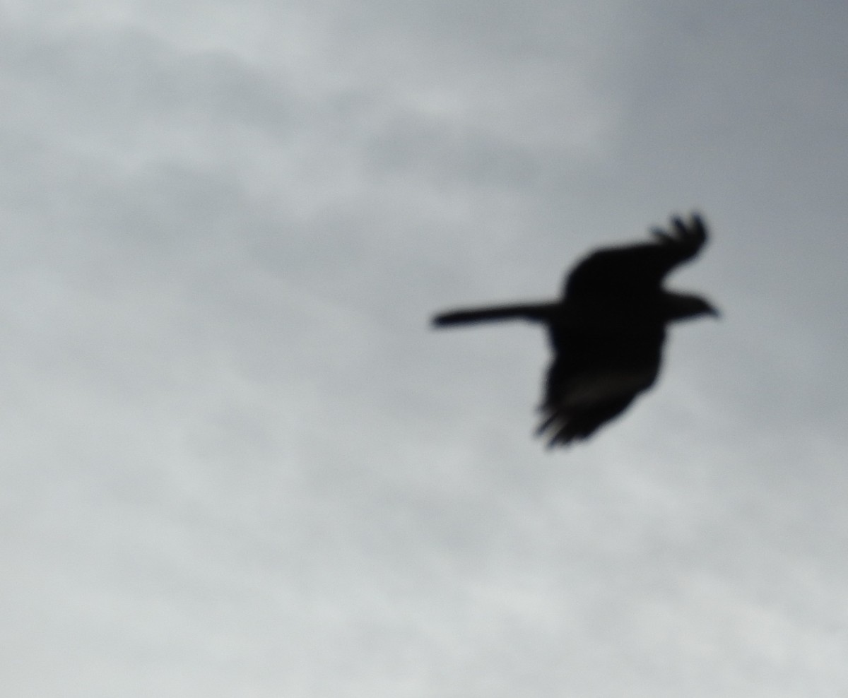 Yellow-headed Caracara - ML646178666