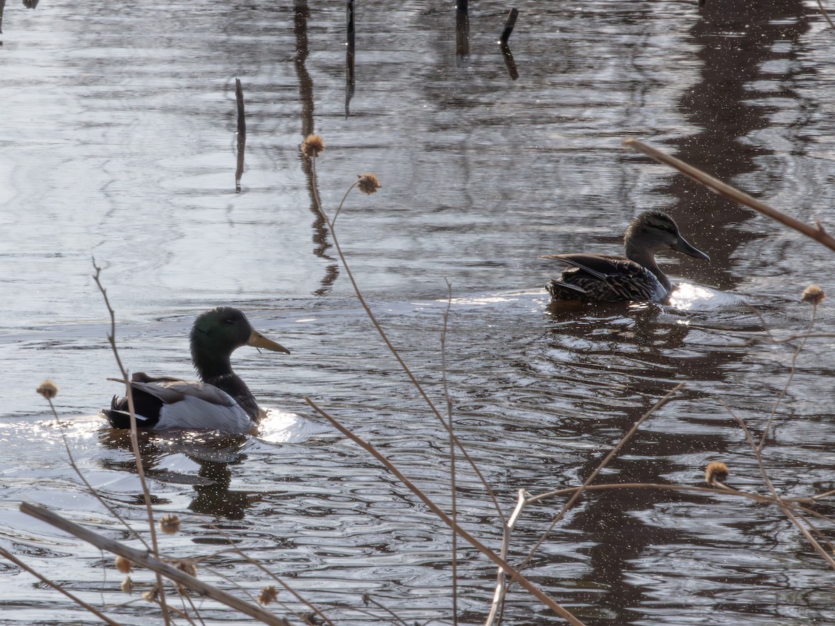 Basahatea - ML646178667