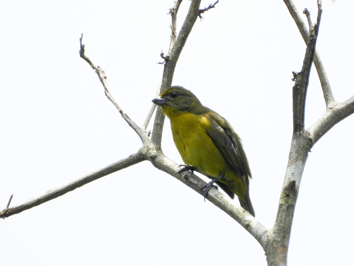Violaceous Euphonia - ML646178668