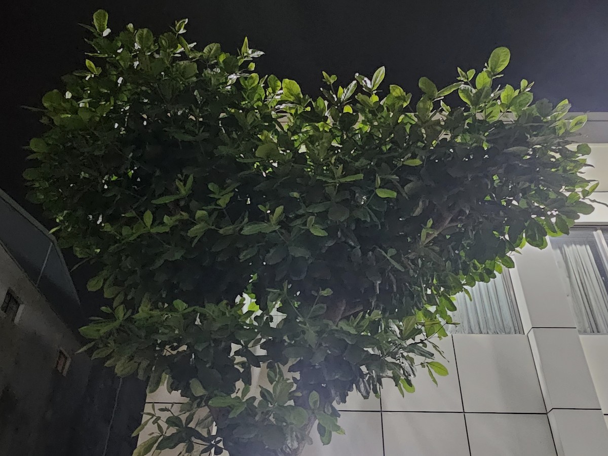 Buztanikara zuria - ML646178669