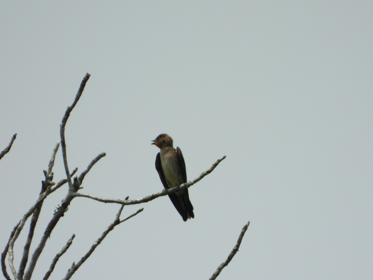 Southern Rough-winged Swallow - ML646178670
