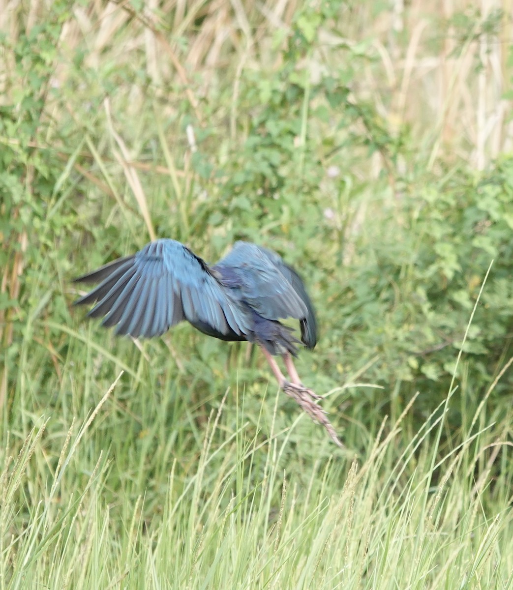 Uroilo urdin burugrisa - ML646178671