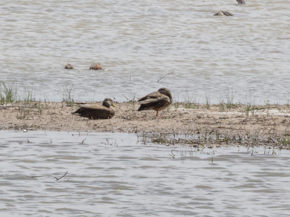 Ahate mexikarra - ML646178672