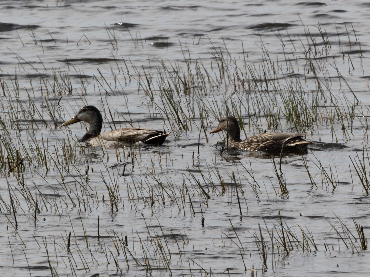 Ahate mexikarra - ML646178673