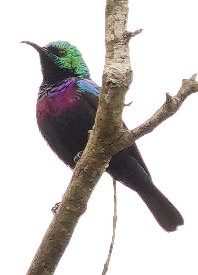 Purple-banded Sunbird - ML646178674