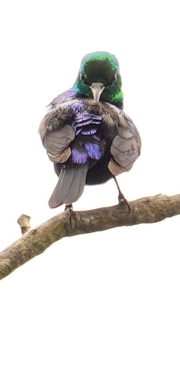 Purple-banded Sunbird - ML646178675