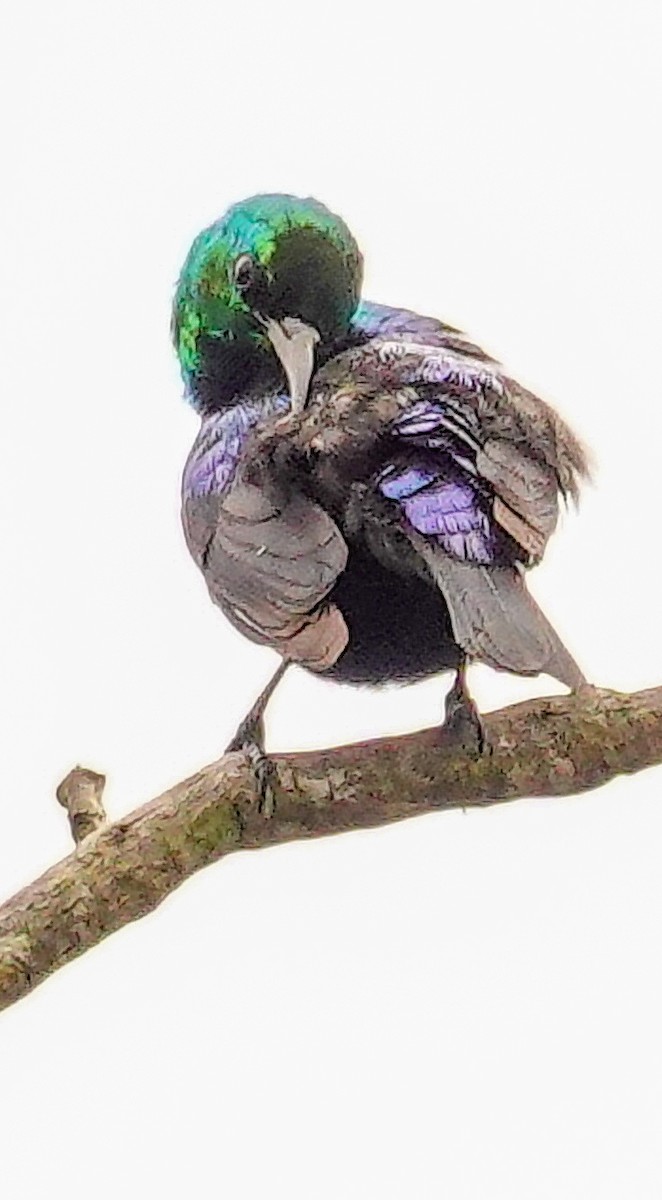Purple-banded Sunbird - ML646178676