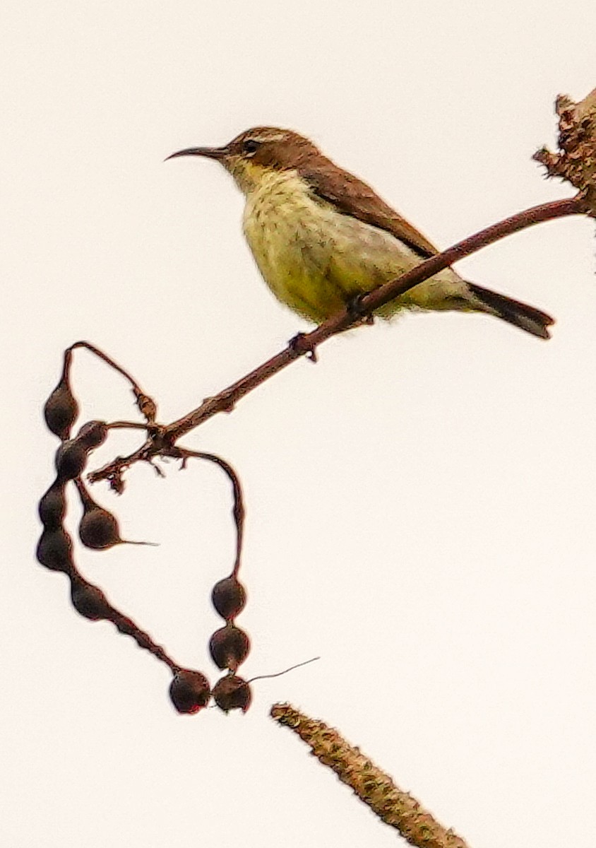 Purple-banded Sunbird - ML646178677