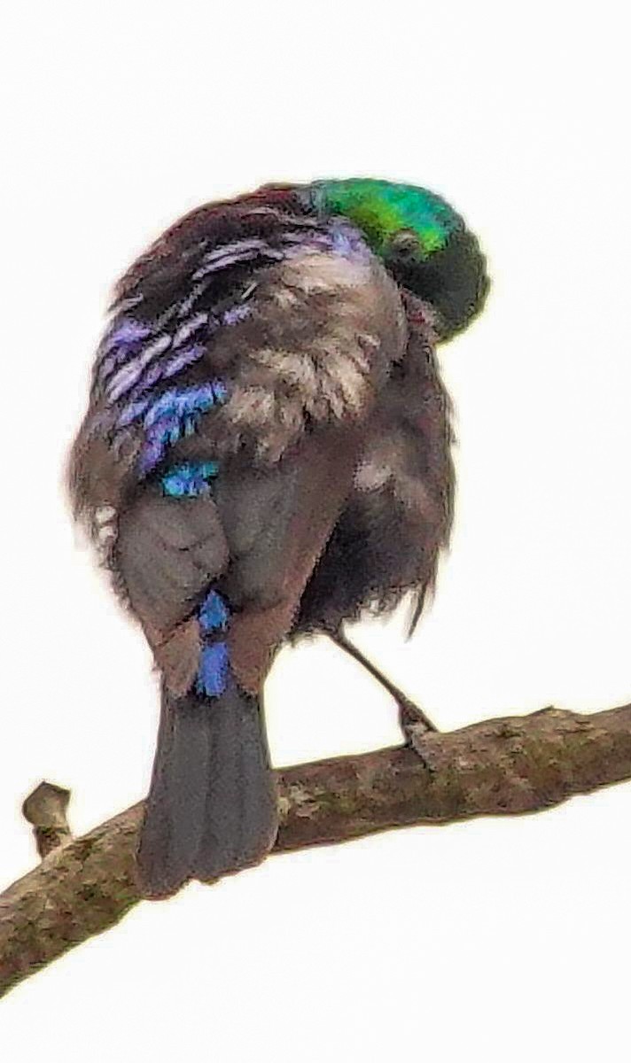 Purple-banded Sunbird - ML646178678