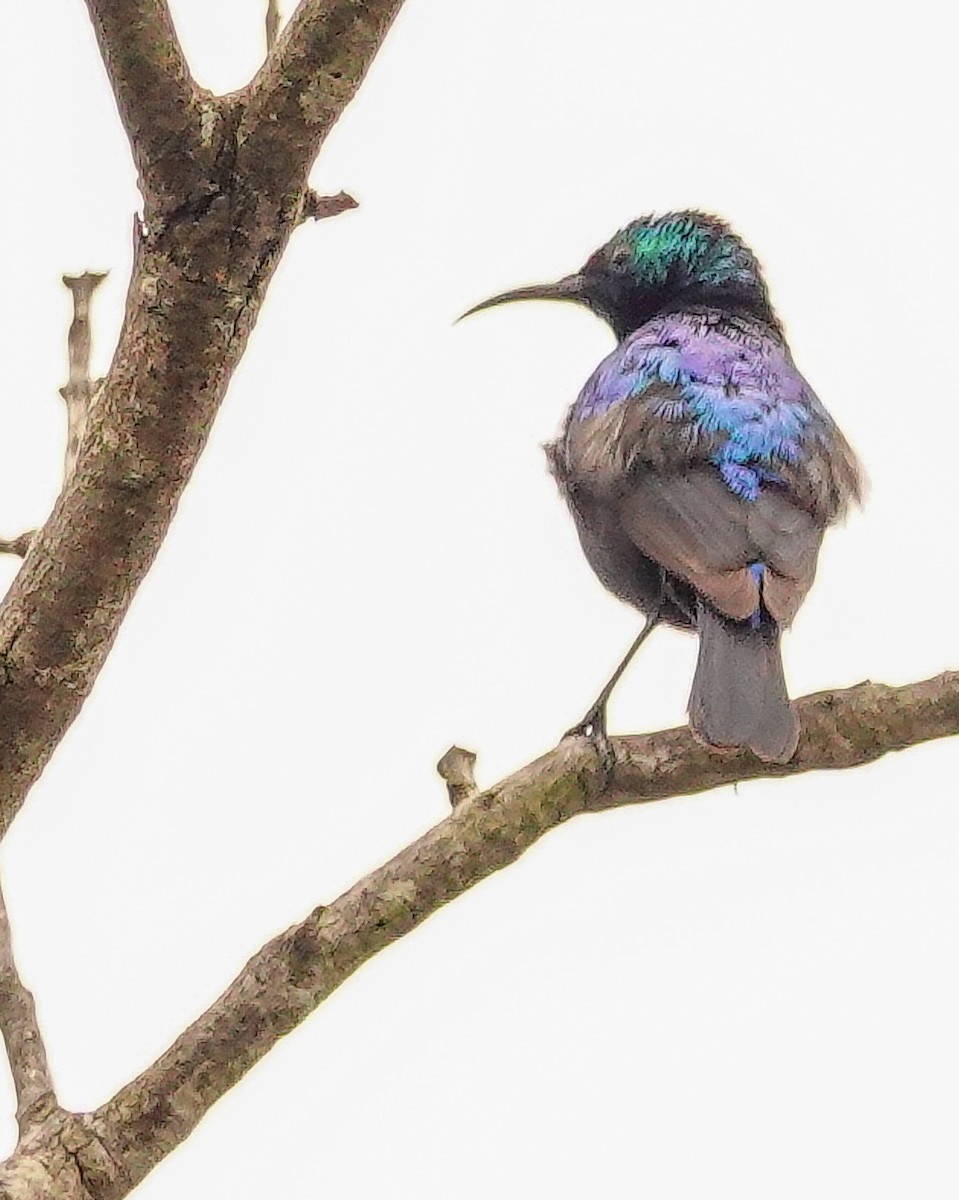 Purple-banded Sunbird - ML646178679