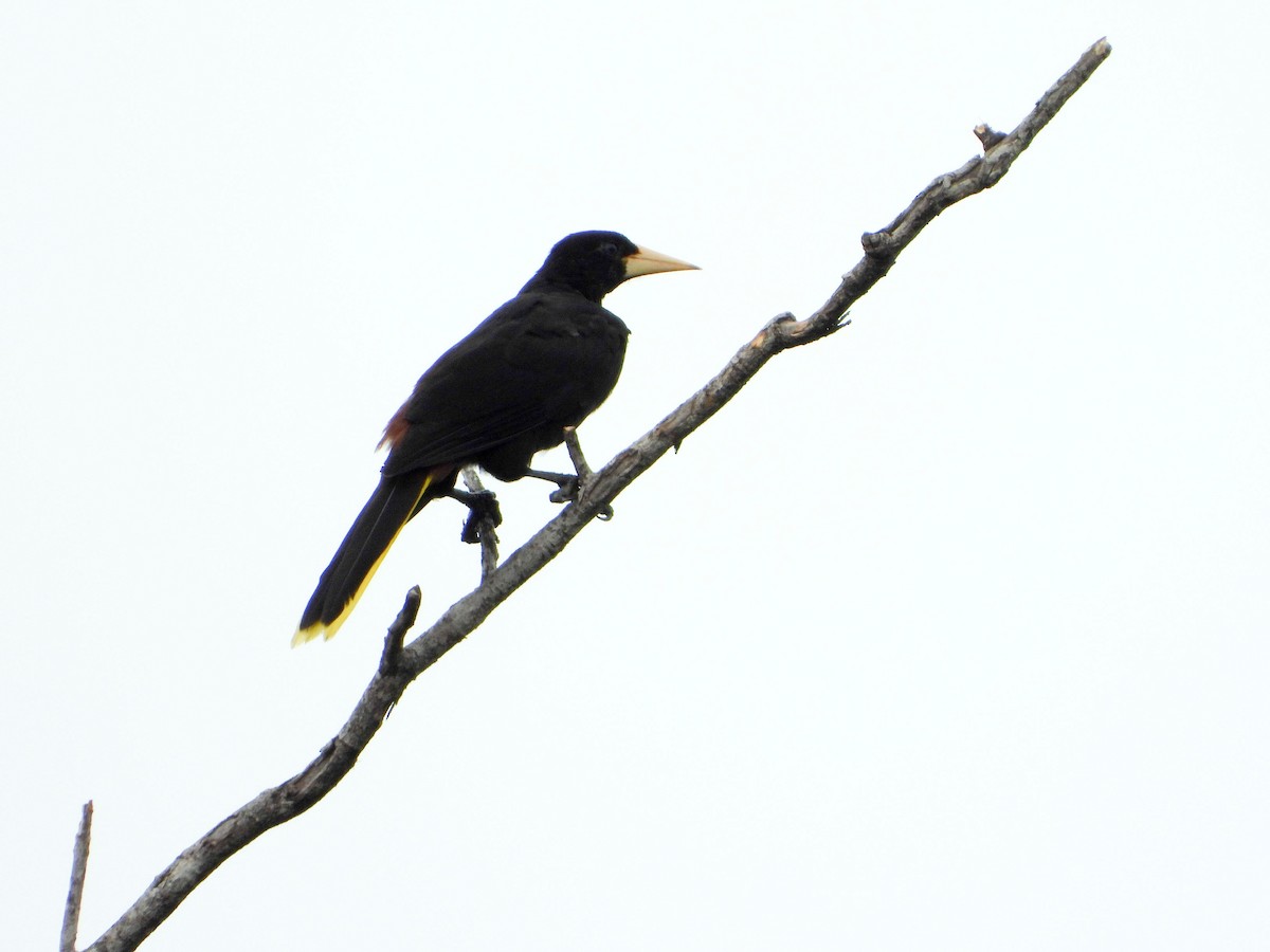 Crested Oropendola - ML646178680