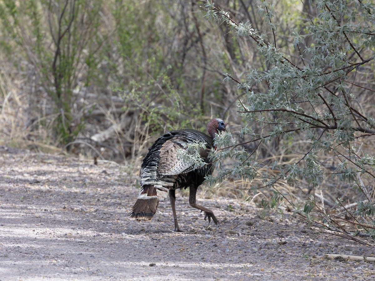 Wild Turkey - ML646178681