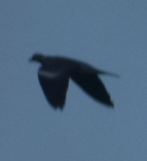 Pagausoa - ML646178682