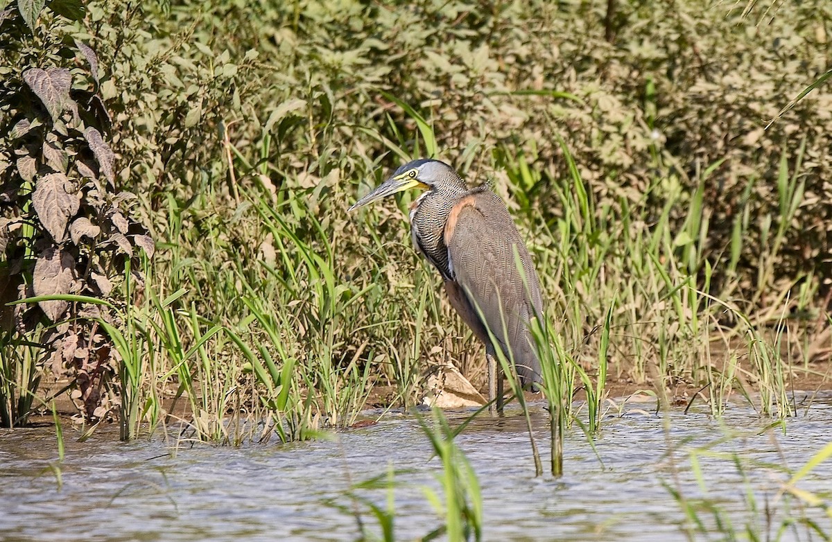 Bare-throated Tiger-Heron - ML646178683
