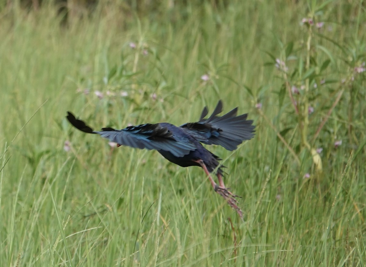 Uroilo urdin burugrisa - ML646178686