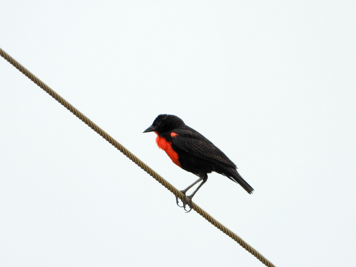 Red-breasted Meadowlark - ML646178687