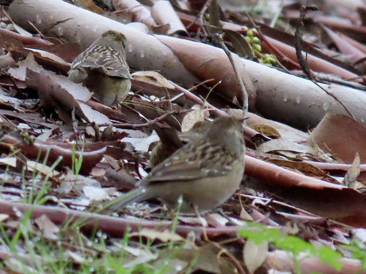 Golden-crowned Sparrow - ML646178703