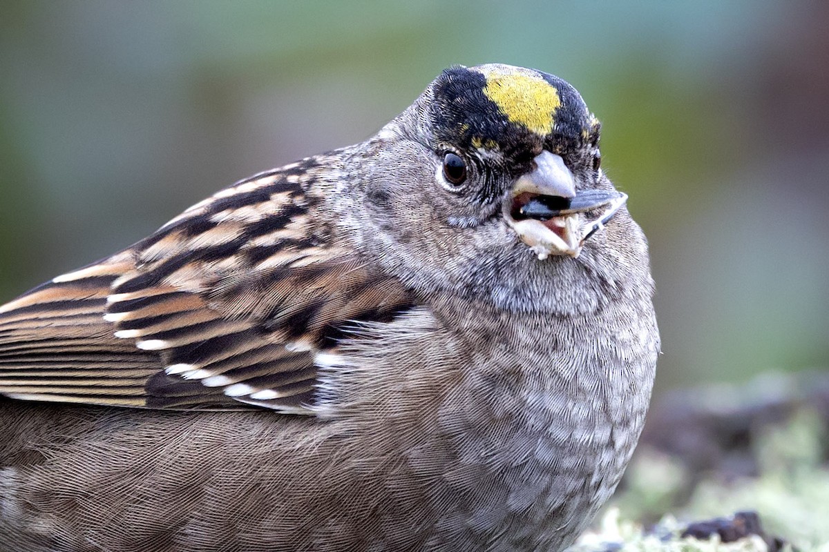 Golden-crowned Sparrow - ML646178706