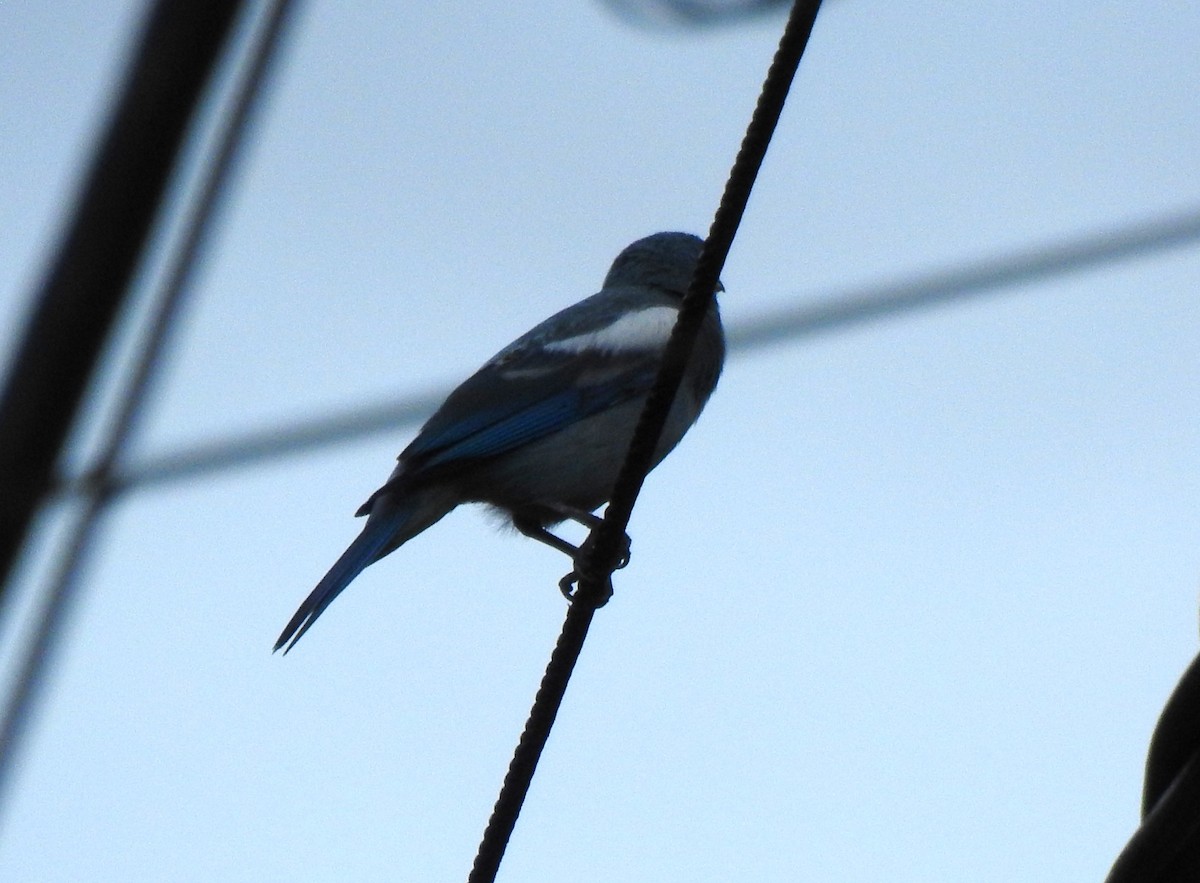 Blue-gray Tanager (White-edged) - ML646178714