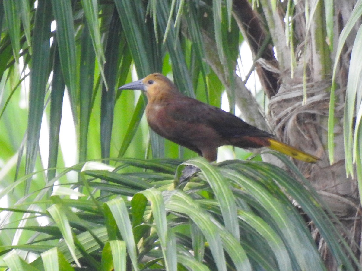 Russet-backed Oropendola - ML646178717