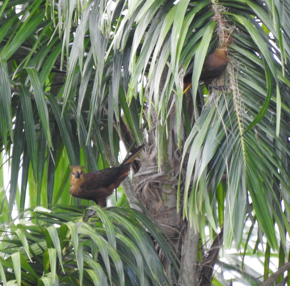 Russet-backed Oropendola - ML646178718