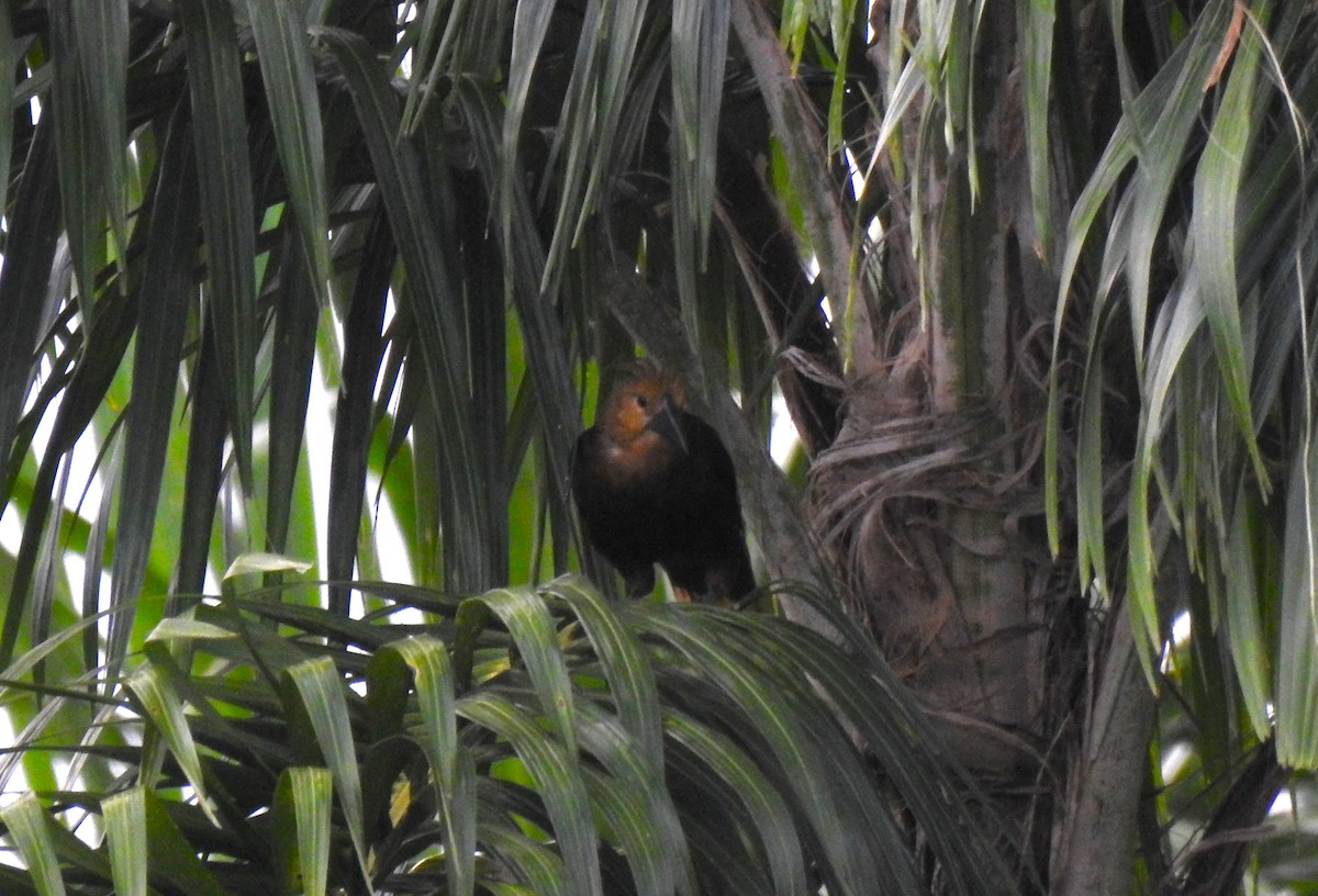 Russet-backed Oropendola - ML646178720